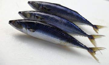 Whole Round Sea Frozen Mackerel