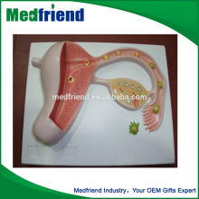 Fertilization Anatomical Model for Education purpose