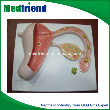 Fertilization Anatomical Model for Education purpose