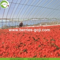 Dostawy fabryczne Owoce Premium Super Goji Goji Berries