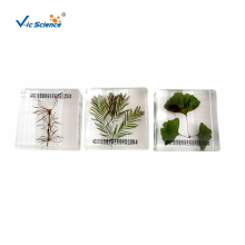 Three Precious Plants Specimen