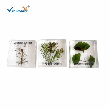 Three Precious Plants Specimen