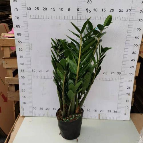 Zamioculcas zamiifolia 180# factory