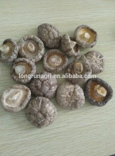 Chinese Cultivated Tea Flower Lentinus Edode Exported to EU