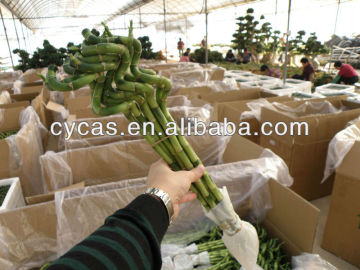 Lucky bamboo,indoor plants