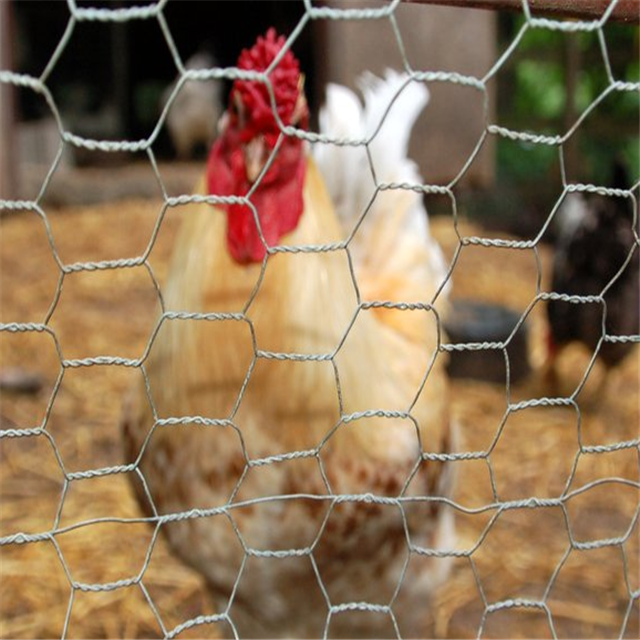 سياج شبكة سلكية سداسية قفص الدجاج للماشية
