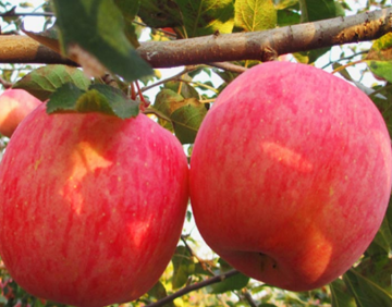 Red Fuji organic apple fruit fresh red apple