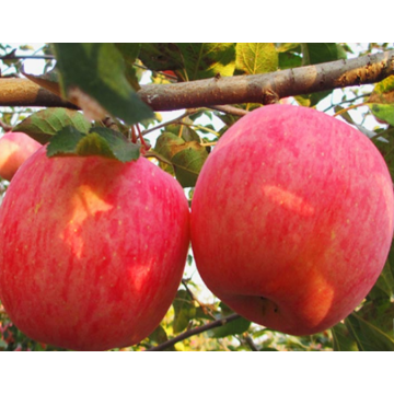 Buah pisang merah Fuji organik apel merah segar