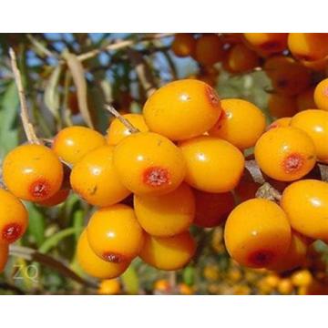 100% Pure Sea buckthorn Seed Oil