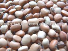 Cowpea Bean