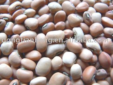 Cowpea Bean