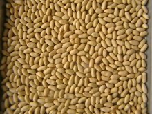New Crop Blanched Peanut Kernels