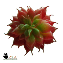Fresh color succulent cheap succulent plant beautiful design artificial succulent