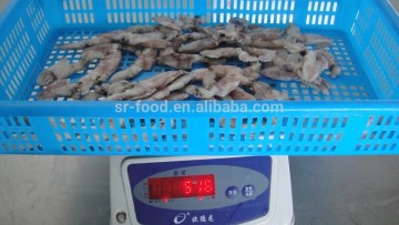 wild caught fresh baby squid BQF or IQF