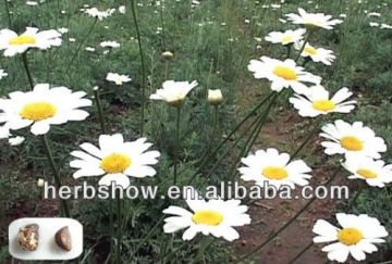 Pyrethrum Seeds for Planting