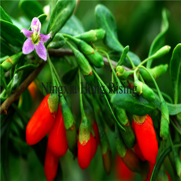 Organic big Tibetan Goji berries wolfberries