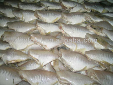 Frozen Skinned Fish (leather jacket) chilled IQF