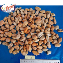 Available Frozen And Dried Shell Mussel Meat