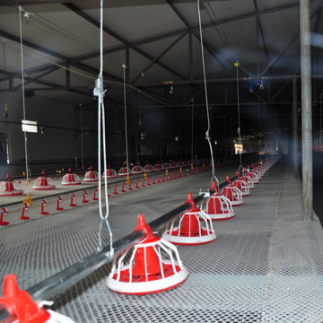 poultry automatic feeders