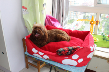 cheap cute dog beds for sale