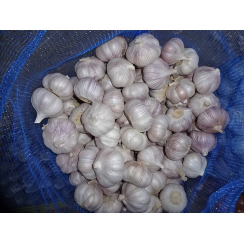 New Crop 2020 Normal Weißer Knoblauch Größe 4,5cm