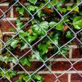 Chain Link Fence for Artwork Using Gardening