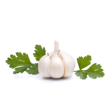 shandong high quality white garlic price