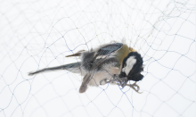 Agriculture Bird Netting