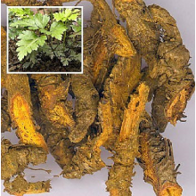 Coptis root herb raws المخدرات الطبية عشبة