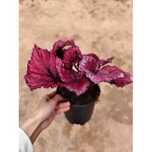 begonia 10 in lower price