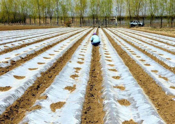 BioDegradable Plastic Mulch Film