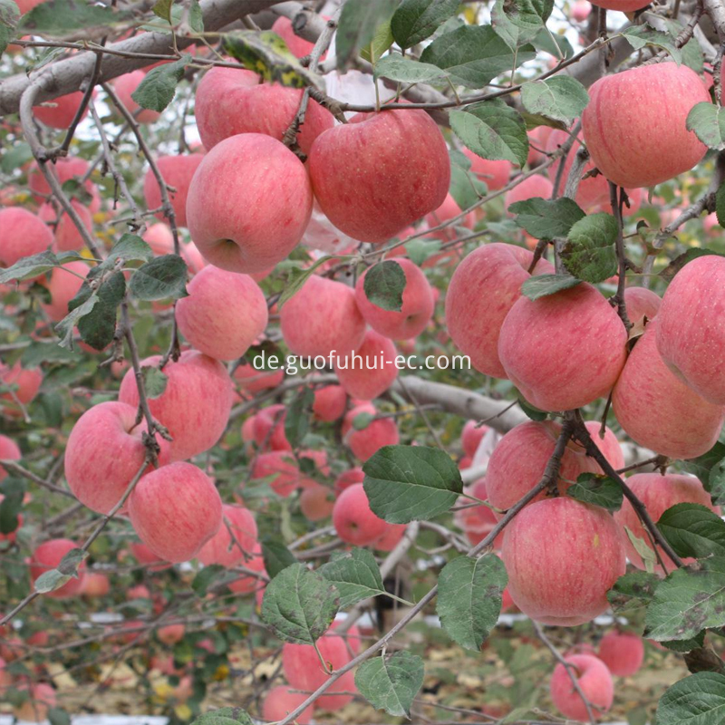 Organische rote Fuji 70 Spezifikationen Organic Red Fuji 70 Specifications