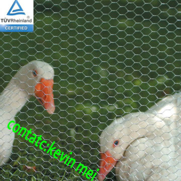 Galvanized hexagonal poultry net/netting