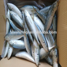 Seafood round scad fish japanese scad blue scad fish