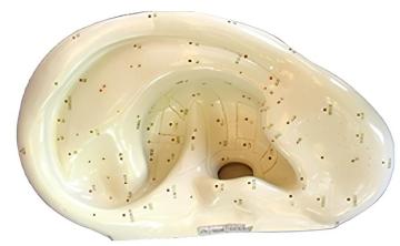 Ear acupuncture model