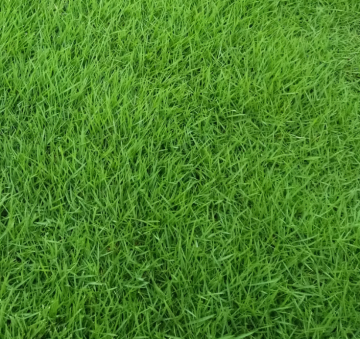 Best bermuda grass seed for sale