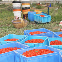 Tonic herb superfruit goji berry wolfberries