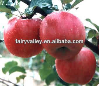 Fuji apple tree seeds/Red delicious apple tree seeds for planting