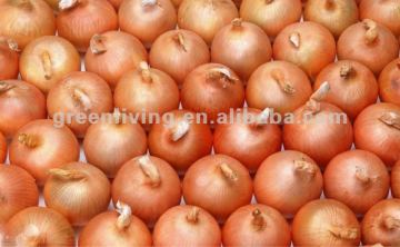 onion storage