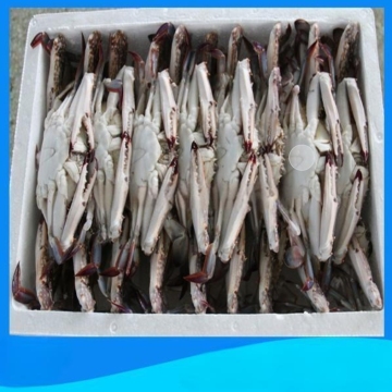 Frozen Blue Crab Wholesale Price Search