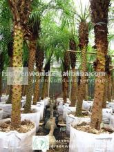 phoenix roebelenii potted and rooted