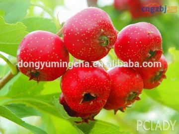 High Quality Agrochemical Insecticide Matrine supplier