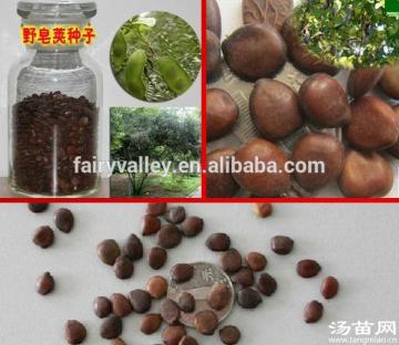 2015 Gleditsia Sinensis Lam Seeds For Growing