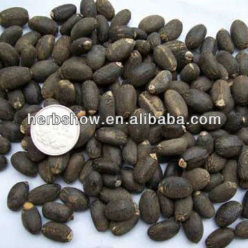 physic nut seeds for planting