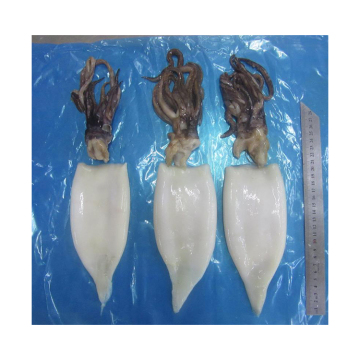 New arrival competitive price frozen whole cleaned squid nutritious cleared whole cleaned squid