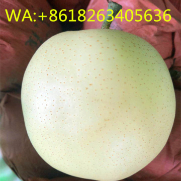 Hebei Golden Pear