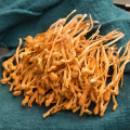 10:1 ratio Cordyceps militaris extract