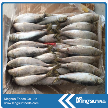 Discounted Price Delicious Frozen Sardine Fish