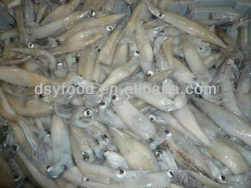 Seafood Export WhosaleFrozen California Squid