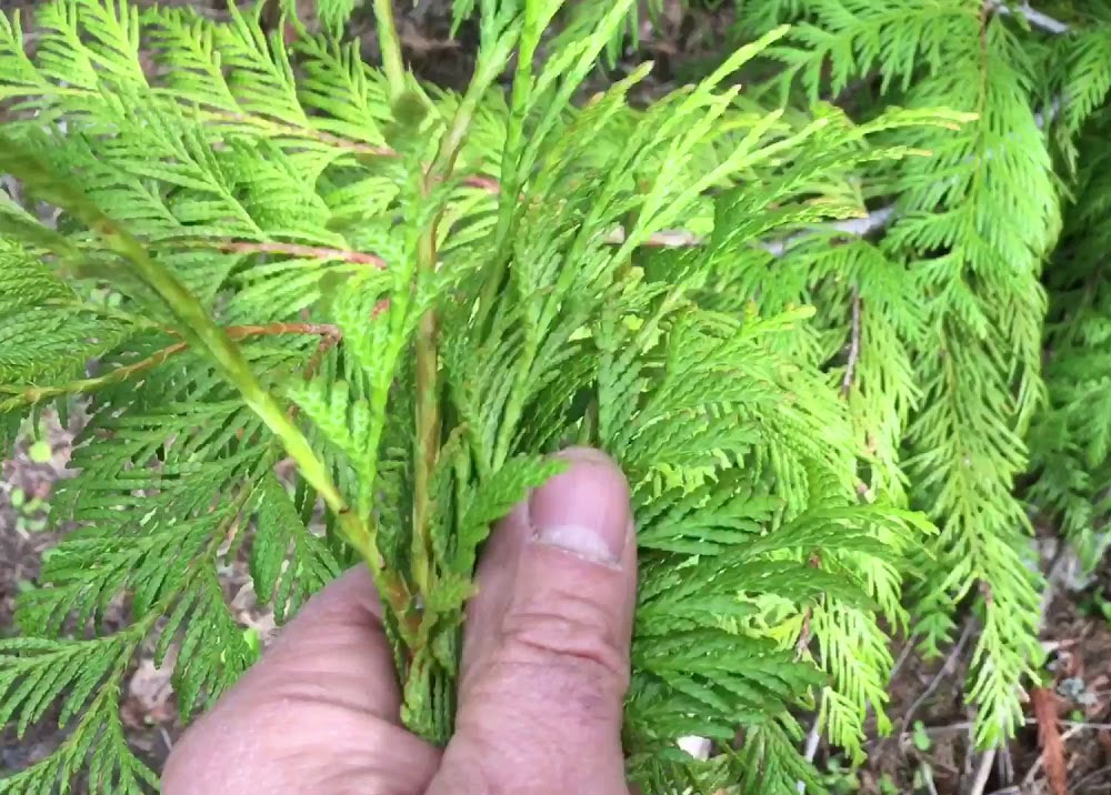 Suministro de fábrica aceite esencial oriental arborvitae thuja